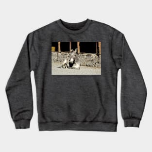 Wild burros, donkeys, wildlife, Restless Spirit Crewneck Sweatshirt